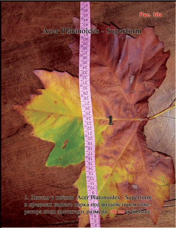 Acer Platanoides (Клён)