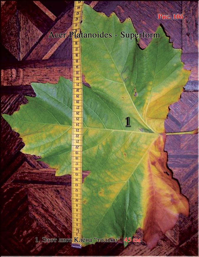 Acer Platanoides (Клён)