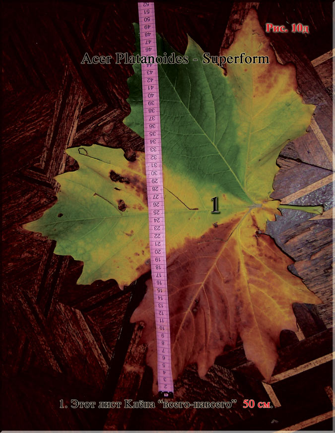 Acer Platanoides (Клён)