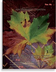 Acer Platanoides (Клён)