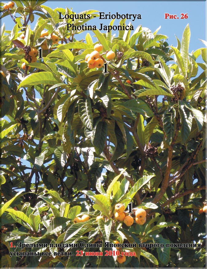 Плоды Сливы Японской Photina Japonica