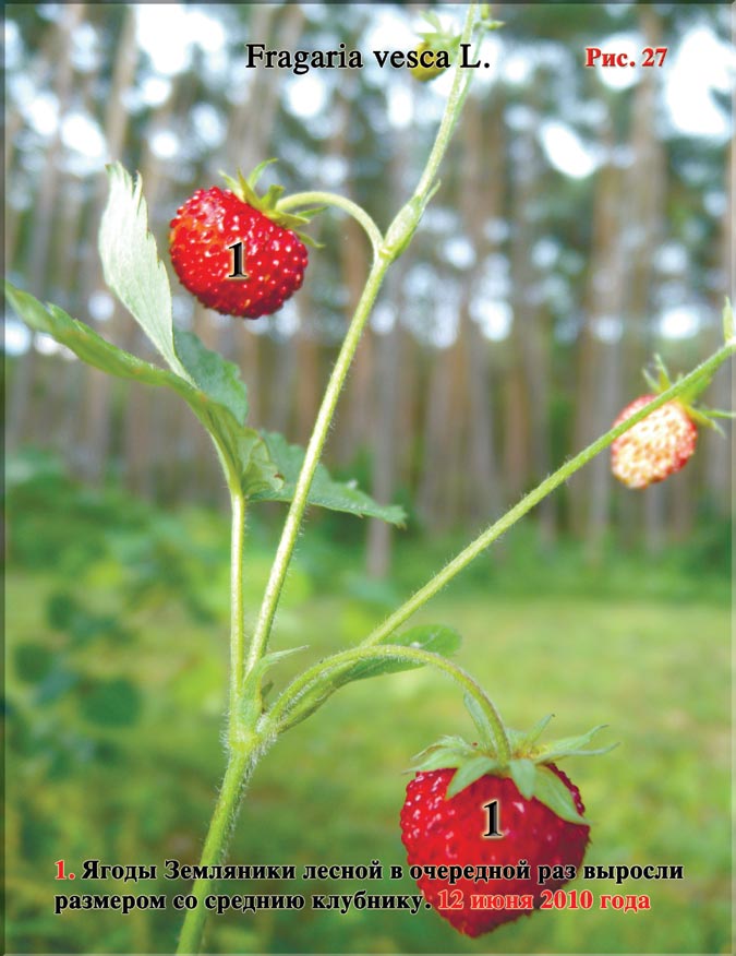 Ягоды Земляники Лесной Fragaria vesca L.