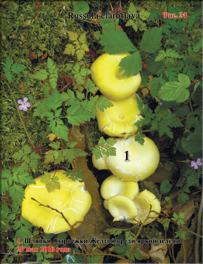 Сыроежка Жёлтая – Russula claroflava