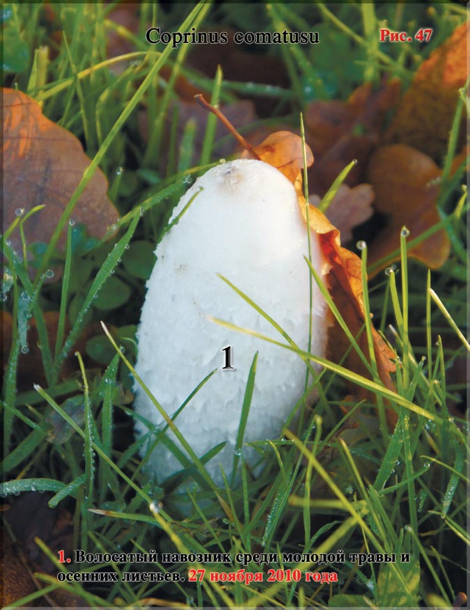 Волосатый навозник – Coprinus comatusu