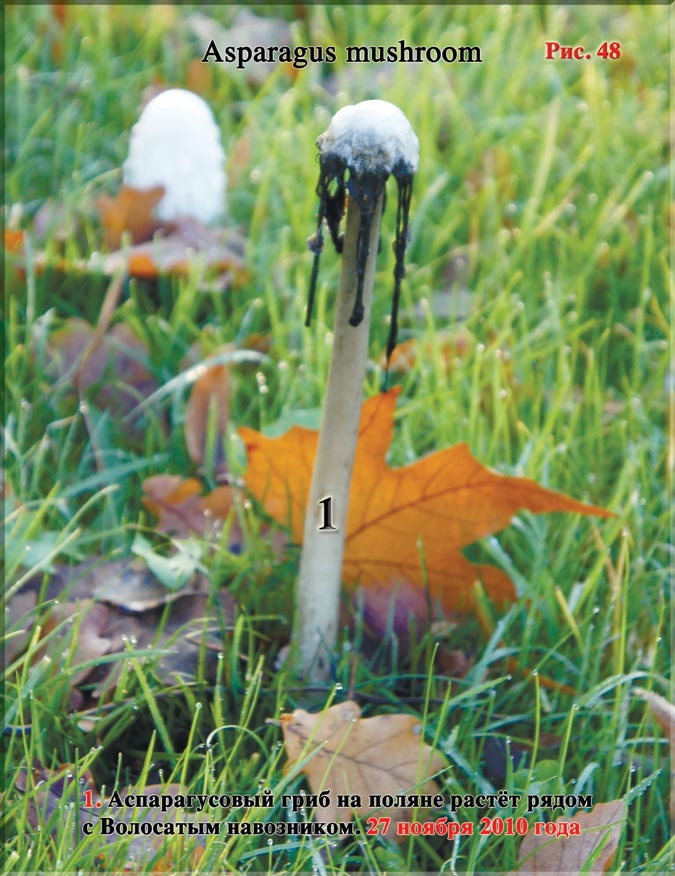 Аспарагусовый гриб – Asparagus mushroom