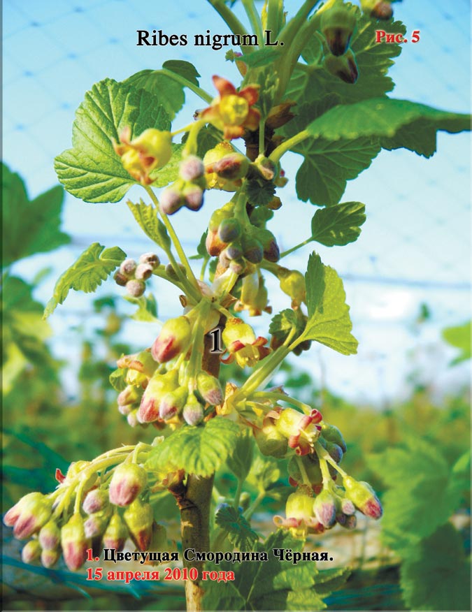 Смородина Чёрная Ribes nigrum L.