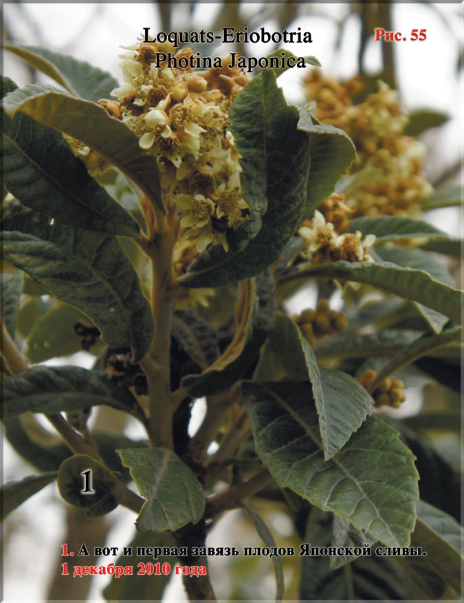 Японская слива – Loquats-Eriobotria Photina Japonica