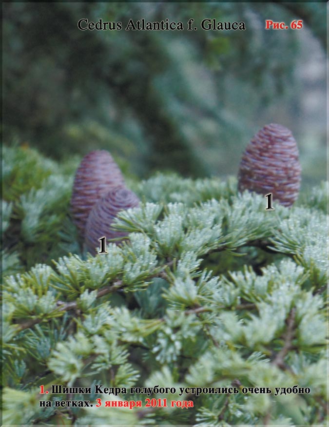 Кедры голубые – Cedrus Atlantica f. Glauca