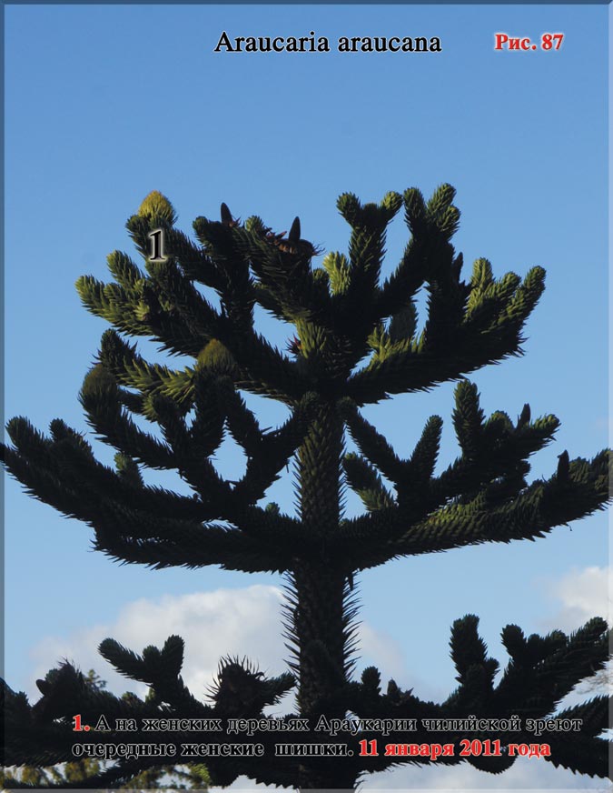 Араукария чилийская (Araucaria araucana)