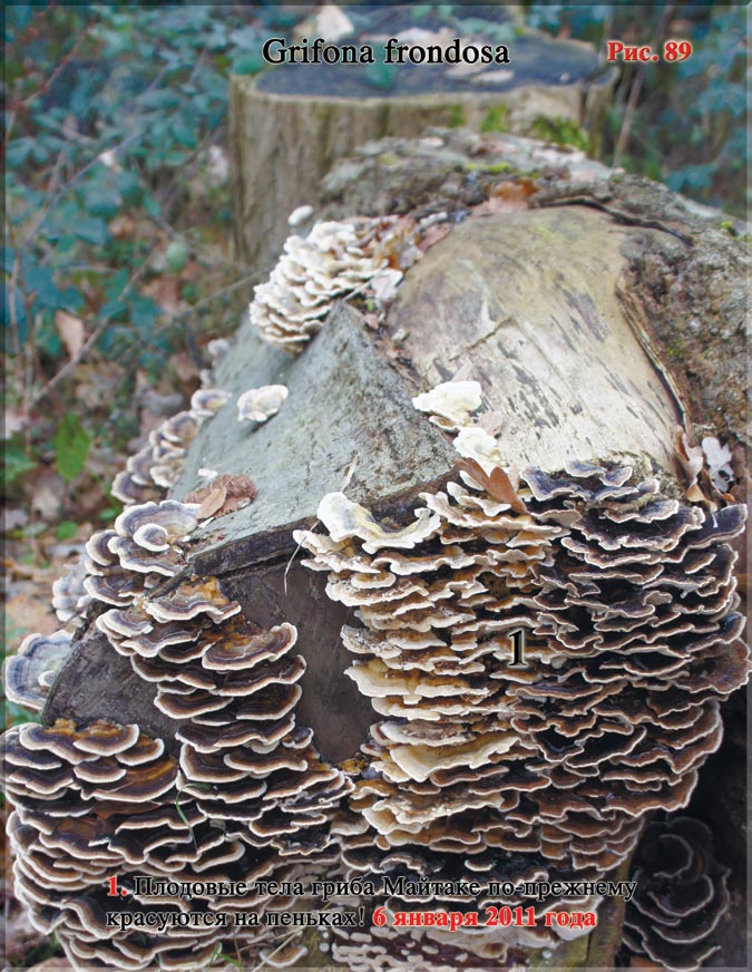 Грибы Майтаке (Grifona frondosa)