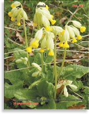 Первоцвет весенний (Primula Veris L.)