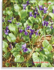 Фиалки (Viola canina L.)