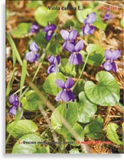 Фиалки (Viola canina L.)