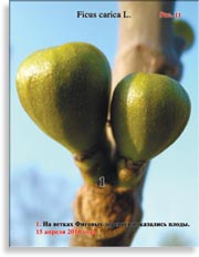 Фиговое дерево Ficuscarica L.
