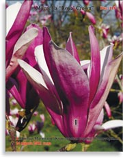 Магнолии «Королевская корона» (Magnolia «Royal Crown»)