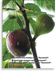 Инжир сорта «Муасон»