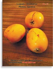 Плоды Сливы Японской Photina Japonica