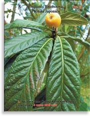 Плоды Сливы Японской Photina Japonica