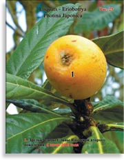 Плоды Сливы Японской Photina Japonica