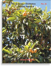Плоды Сливы Японской Photina Japonica