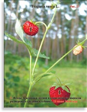 Ягоды Земляники Лесной Fragaria vesca L.