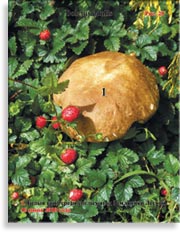 Белые грибы Boletus edulis