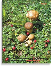 Белые грибы Boletus edulis