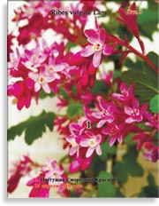 Цветущая Смородина Красная Ribes vulgare Lam