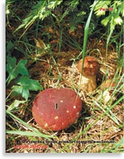 Белые грибы Boletus edulis