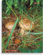 Белые грибы Boletus edulis