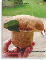Белые грибы Boletus edulis