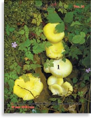 Сыроежка Жёлтая – Russula claroflava