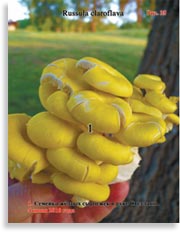 Сыроежка Жёлтая – Russula claroflava