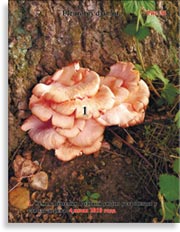 Вёшенка Розовая Pleurotus djamor