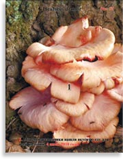 Вёшенка Розовая Pleurotus djamor