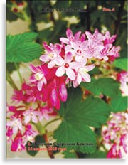 Цветущая Смородина Красная Ribes vulgare Lam