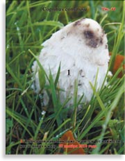 Волосатый навозник – Coprinus comatusu