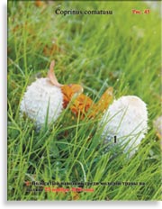 Волосатый навозник – Coprinus comatusu