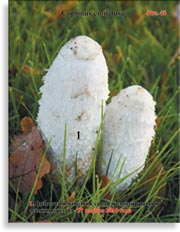 Волосатый навозник – Coprinus comatusu