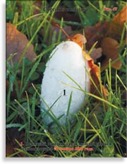 Волосатый навозник – Coprinus comatusu