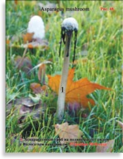 Аспарагусовый гриб – Asparagus mushroom