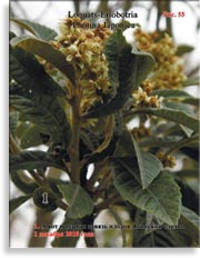 Японская слива — Loquats-Eriobotria Photina Japonica