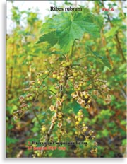 Смородина Белая Ribes rubrum