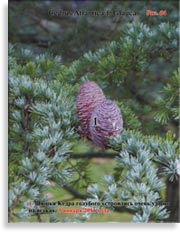 Кедры голубые – Cedrus Atlantica f. Glauca