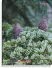 Кедры голубые – Cedrus Atlantica f. Glauca