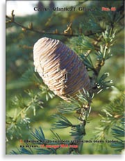 Кедры голубые – Cedrus Atlantica f. Glauca