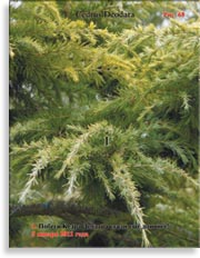 Кедры голубые – Cedrus Atlantica f. Glauca