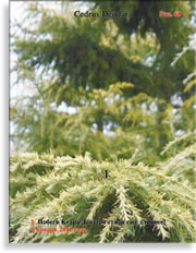 Кедры голубые – Cedrus Atlantica f. Glauca