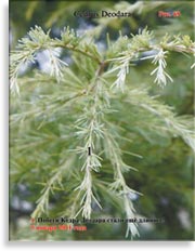 Кедры голубые – Cedrus Atlantica f. Glauca