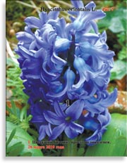 Гиацинты Hyacinthus orientalis L.